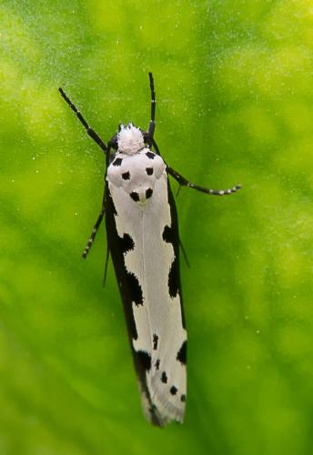Réf. 205 546 : Ethmia bipunctella